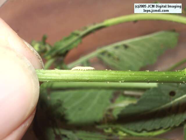 A tiny 1st instar Sara Orange-Tip butterfly (Anthocaris sara) caterpillar
